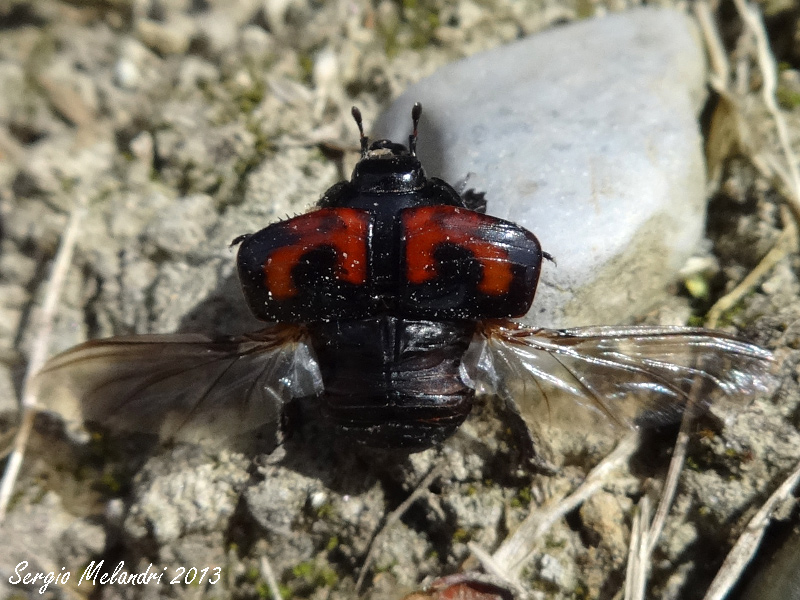 Hysteridae